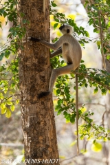 entelle de l'Inde / gray langur