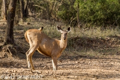 cerf sambar / sambar deer