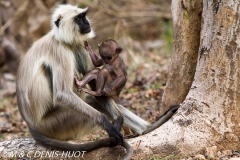 entelle de l'Inde / gray langur