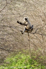 entelle de l'Inde / gray langur