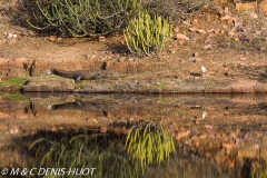 crocodile des marais / broad-snouted crocodile