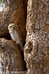 cheveche brame / spotted owlet