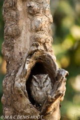 petit-duc à colleir / indian scops owl
