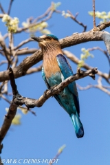 rollier indien / indian roller