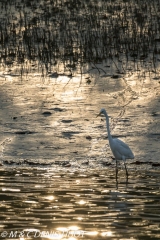 Sunderbans