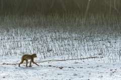 Sunderbans