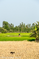 Sunderbans