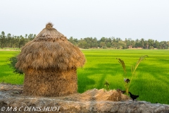 Sunderbans