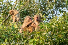 macaque rhesus