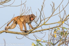 macaque rhesus