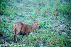 cerf cochon / hog deer