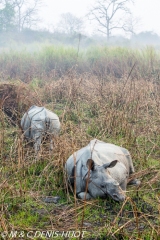 rhinoceros unicorne / indian rhinoceros