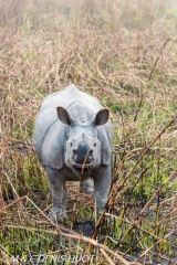 rhinoceros unicorne / indian rhinoceros