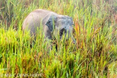 éléphant d'Asie / asian elephant