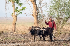 Kaziranga