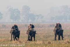 safari à dos d'éléphant / elephant safari