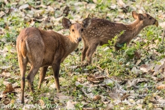 cerf axis / chital