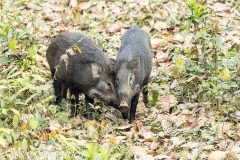sanglier d'Eurasie / wild boar