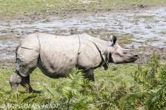 rhinoceros unicorne / indian rhinoceros