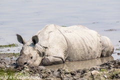 rhinoceros unicorne / indian rhinoceros