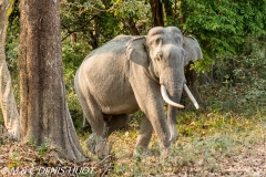 éléphant d'Asie / asian elephant