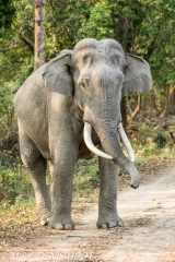 éléphant d'Asie / asian elephant