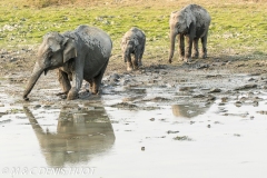 éléphant d'Asie / asian elephant