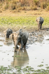 éléphant d'Asie / asian elephant