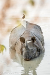 rhinoceros unicorne / indian rhinoceros