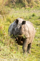 rhinoceros unicorne / indian rhinoceros