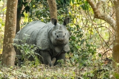 rhinoceros unicorne / indian rhinoceros