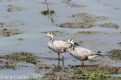 oie à tête barrée / bar-headed goose