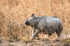 rhinoceros unicorne / indian rhinoceros