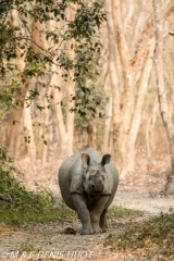 rhinoceros unicorne / indian rhinoceros