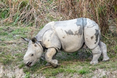 rhinoceros unicorne / indian rhinoceros