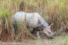 rhinoceros unicorne / indian rhinoceros