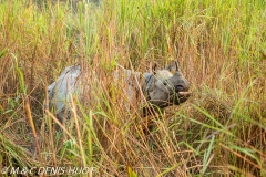 rhinoceros unicorne / indian rhinoceros