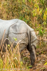 rhinoceros unicorne / indian rhinoceros