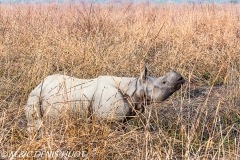 rhinoceros unicorne / indian rhinoceros