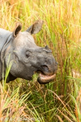 rhinoceros unicorne / indian rhinoceros