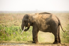 éléphant captif / tamed elephant