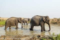 éléphant captif / tamed elephant