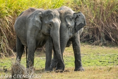 éléphant d'Asie / asian elephant