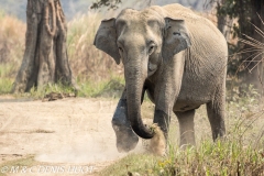 éléphant d'Asie / asian elephant