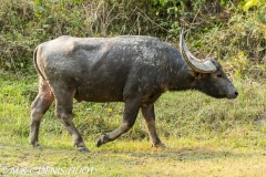 buffle de l'Inde / indian buffalo