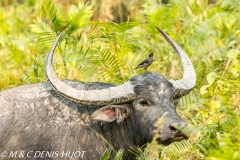 buffle de l'Inde / indian buffalo