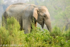 éléphant d'Asie / asian elephant