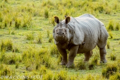 rhinoceros unicorne / indian rhinoceros