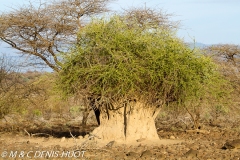 termitière / termite hill