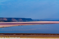 flamant nain / lesser flamingo